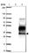 Transmembrane Protein 139 antibody, HPA036982, Atlas Antibodies, Western Blot image 