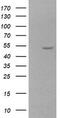 Zinc finger and SCAN domain-containing protein 21 antibody, TA506148BM, Origene, Western Blot image 