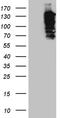 SH3 And PX Domains 2A antibody, TA811759, Origene, Western Blot image 