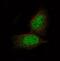 Preferentially Expressed Antigen In Melanoma antibody, NBP2-61148, Novus Biologicals, Immunofluorescence image 