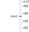 Cell Division Cycle 37 antibody, LS-C176861, Lifespan Biosciences, Western Blot image 