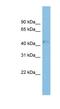 Ras Related GTP Binding D antibody, NBP1-56669, Novus Biologicals, Western Blot image 