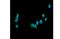 Growth Arrest Specific 6 antibody, A00608-1, Boster Biological Technology, Immunofluorescence image 