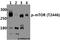 Mechanistic Target Of Rapamycin Kinase antibody, A00003T2446, Boster Biological Technology, Western Blot image 