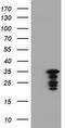 Jun Proto-Oncogene, AP-1 Transcription Factor Subunit antibody, TA800585S, Origene, Western Blot image 