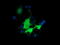 Bestrophin-3 antibody, TA501768, Origene, Immunofluorescence image 