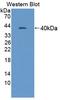 Adhesion Molecule With Ig Like Domain 1 antibody, LS-C373847, Lifespan Biosciences, Western Blot image 