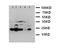 Caspase 4 antibody, LS-C312648, Lifespan Biosciences, Western Blot image 