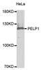 Proline, Glutamate And Leucine Rich Protein 1 antibody, PA5-76700, Invitrogen Antibodies, Western Blot image 