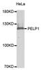 Proline, Glutamate And Leucine Rich Protein 1 antibody, PA5-76700, Invitrogen Antibodies, Western Blot image 