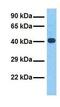 Mitochondrially Encoded Cytochrome B antibody, GTX45884, GeneTex, Western Blot image 