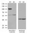 Lysyl Oxidase Like 2 antibody, LS-C791245, Lifespan Biosciences, Western Blot image 