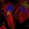 Acyl-CoA Synthetase Long Chain Family Member 4 antibody, NBP2-55119, Novus Biologicals, Immunofluorescence image 
