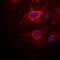 Keratin 8 antibody, LS-C354020, Lifespan Biosciences, Immunofluorescence image 