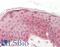 Epidermal Growth Factor antibody, LS-B11905, Lifespan Biosciences, Immunohistochemistry paraffin image 