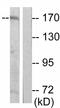 Ret Proto-Oncogene antibody, ab51103, Abcam, Western Blot image 