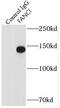 FA Complementation Group I antibody, FNab03009, FineTest, Immunoprecipitation image 