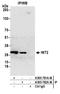Nitrilase Family Member 2 antibody, A305-782A-M, Bethyl Labs, Immunoprecipitation image 