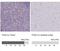 Fc Receptor Like 3 antibody, NBP2-62615, Novus Biologicals, Immunohistochemistry paraffin image 