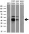 N-Terminal EF-Hand Calcium Binding Protein 1 antibody, M13973, Boster Biological Technology, Western Blot image 