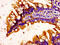 C1q And TNF Related 3 antibody, LS-C285460, Lifespan Biosciences, Immunohistochemistry paraffin image 