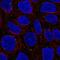 WD repeat-containing protein 72 antibody, NBP2-57458, Novus Biologicals, Immunocytochemistry image 