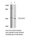 Farnesyltransferase, CAAX Box, Beta antibody, LS-C177489, Lifespan Biosciences, Western Blot image 