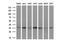 Interleukin 1 Alpha antibody, NBP2-45400, Novus Biologicals, Western Blot image 