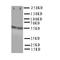 Aldehyde Dehydrogenase 1 Family Member A1 antibody, orb76185, Biorbyt, Western Blot image 