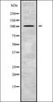 Tubulin Gamma Complex Associated Protein 2 antibody, orb338323, Biorbyt, Western Blot image 