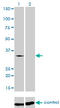 Transformer 2 Beta Homolog antibody, LS-C198178, Lifespan Biosciences, Western Blot image 