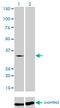 Transformer-2 protein homolog beta antibody, LS-C198178, Lifespan Biosciences, Western Blot image 