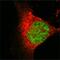 Lysine Acetyltransferase 8 antibody, A02757, Boster Biological Technology, Immunofluorescence image 