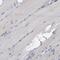 Mirror-Image Polydactyly 1 antibody, PA5-51765, Invitrogen Antibodies, Immunohistochemistry paraffin image 