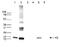 Histone H3 antibody, TA347147, Origene, Western Blot image 
