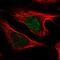 Ubiquitously Expressed Prefoldin Like Chaperone antibody, HPA058400, Atlas Antibodies, Immunofluorescence image 