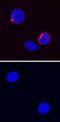 Interferon Gamma antibody, PA5-47943, Invitrogen Antibodies, Immunocytochemistry image 