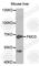 Flavin Containing Dimethylaniline Monoxygenase 3 antibody, A1901, ABclonal Technology, Western Blot image 