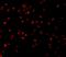 Caspase 5 antibody, A05259-1, Boster Biological Technology, Immunofluorescence image 