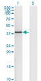 DnaJ Heat Shock Protein Family (Hsp40) Member B6 antibody, LS-C139332, Lifespan Biosciences, Western Blot image 