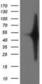 SET Domain Containing 7, Histone Lysine Methyltransferase antibody, NBP2-01066, Novus Biologicals, Western Blot image 