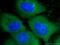 Annexin A1 antibody, 21990-1-AP, Proteintech Group, Immunofluorescence image 