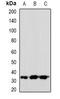 Vestigial Like Family Member 2 antibody, orb382486, Biorbyt, Western Blot image 