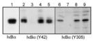 NFKB Inhibitor Alpha antibody, IP1041, ECM Biosciences, Western Blot image 