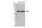 RB Binding Protein 5, Histone Lysine Methyltransferase Complex Subunit antibody, 13171S, Cell Signaling Technology, Western Blot image 