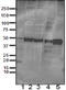 Autophagy Related 5 antibody, 847402, BioLegend, Western Blot image 