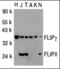 Friend leukemia integration 1 transcription factor antibody, MBS150357, MyBioSource, Western Blot image 