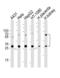 Cathepsin A antibody, LS-B14765, Lifespan Biosciences, Western Blot image 