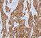 Keratin 8 antibody, MA5-16420, Invitrogen Antibodies, Immunohistochemistry paraffin image 