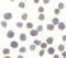 TANK Binding Kinase 1 antibody, LS-C390, Lifespan Biosciences, Immunocytochemistry image 